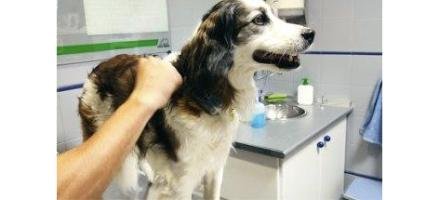 Urgencias Veterinarias - Clínica Canalejo en Sevilla