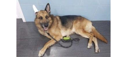 Mundo Animal Veterinarios en Sevilla